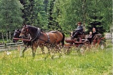 Horse and cart ride at Bata