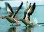 Birdwatching Poland