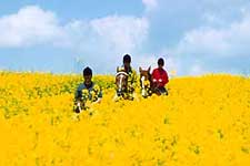 Riding through a rapeseed field