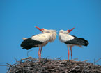 Birdwatching Poland